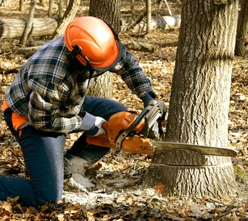 Tree Removal in Alpine, WY
